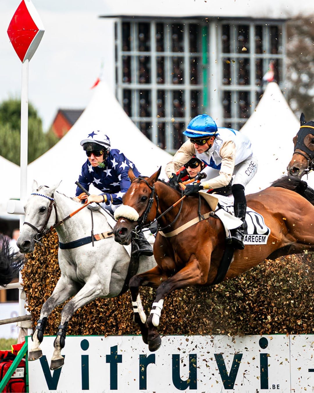 Steeplechase paarden op Waregem Koerse